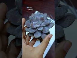 Repotting Ornamental Plants From Cutting in Soil - Graptopetalum // Succulent Plant Care