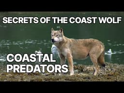 Secrets of the Coast Wolf | Coastal Predators