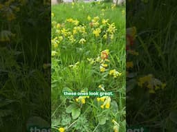 Cowslip everywhere! Primula veris (zones 3 to 8) #garden