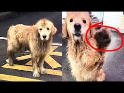 Injured golden retriever was abandoned, waving paw vigorously, begging for mercy