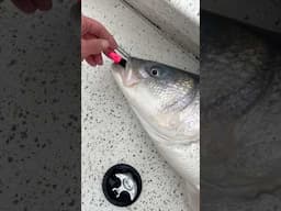 Jigging 3” Swimbaits For Big Striped Bass!