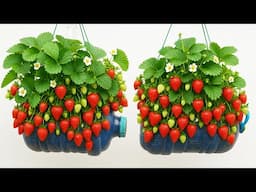 Urban Gardening Hack Strawberries in Hanging Plastic Bottles