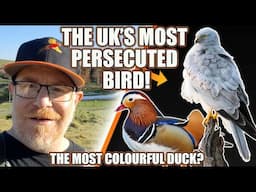 UK'S MOST PERSECUTED BIRD! & BRITAINS MOST COLOURFUL DUCK.