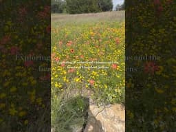 A little slice of springtime heaven in Weatherford, Texas. Wildflowers + Chandor Gardens magic!