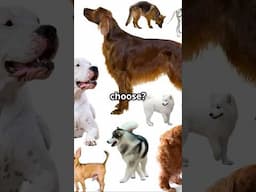 Top 10 DOG BREEDS for Small Apartments #shorts