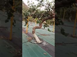 kiwi flower in Y.S Parmar University