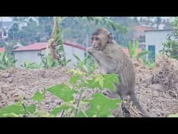 Monkey Nahu searched for wild fruits to eat while waiting for Huong to come home from work.