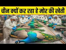 चीन की मोर फार्मिंग देखकर हैरान रह जाएंगे ||CHINA PEACOCK Farming Techniques || Peacock industries