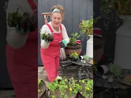 Color, fragrance, and no mosquitoes! Watch how we plant flowers that do double duty on the homestead