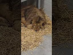 Our CCTV has captured a heartwarming moment when Rori settled into his new bed! 🧡