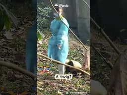 Pandas Only Have A 3-Second Memory? I Have VIDEO Proof! | iPanda