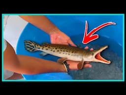 Pehli Baar Ghar Laya Alligator Gar 🐊 | Tank Setup + Food Test | Shocking Reaction 🤪