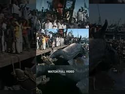 Biggest Catches Ever#shorts #fishing