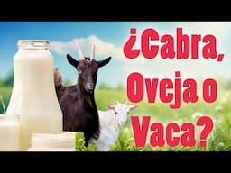 Leche de Cabra, Oveja o Vaca ¿Cuál es la Mejor?