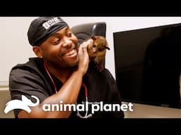 Craziest and Most Bizarre Animal Treatments From Season 4 | The Vet Life | Animal Planet