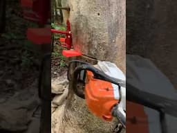 Tree felling failure ⚠️ #failure #treework #fail #stihl #chainsaw #work #truck