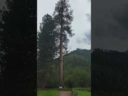 🌲 Camping Under Montana’s Tallest Pine Tree
