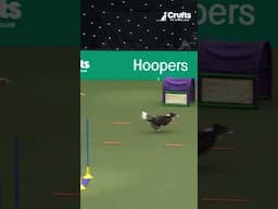 Misha-Bear makes a better hoopers course