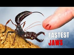 Bitten by the FASTEST Jaws and other Gnarly Insects Stings!