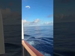 Why a balcony on JoCo Cruise is a must