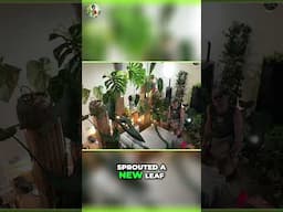 Watch My Monstera Thai Constellation Cutting Transform!