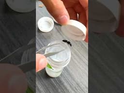 Moving my Queen ants