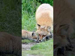 Spring-Loaded Mischief in Orange Fur