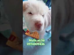 muốn ăn hả want to eat?# shorts # funny