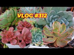 SUCCULENT HOARDING DISORDER | VLOG #312 -  Growing Succulents with LizK
