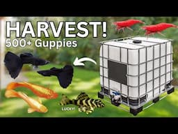 Summer Pond Teardown Surprises: SO MANY GUPPIES!