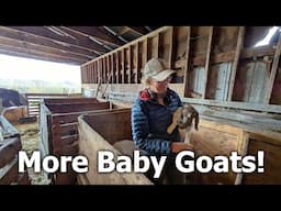 #59 More Baby Goats, More Planting