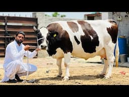 Top quality HF Breed in just 80,000 || Low rates in Punjab