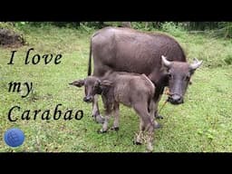 Carabao's (Kalabaw's) Daily Life - Mindanao, Philippines