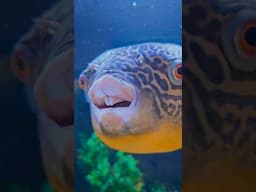 MASSIVE MBU PUFFER | MONSTER FISH TANK
