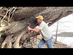 9,000 Yr. Old Native American Artifact Found in Tree