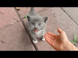 When the Cat Distribution System Says  'You're the One' 😂 Funny Cat Videos 2025
