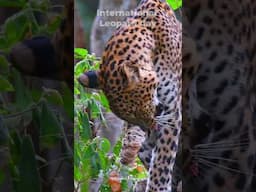 International Leopard Day -  May 03| Raseem Photography | Wildlife