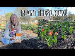 HEATWAVE IN APRIL! / ALLOTMENT GARDENING UK