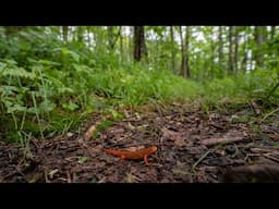 The Incredible Power of Forests: Appalachian Forest