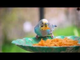 Exciting New Budgie Aviary Adventure in the Garden 2025