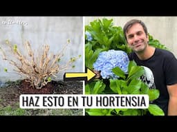 CÓMO HACER QUE CREZCAN RÁPIDO TUS HORTENSIAS: qué hacer después de podar una hortensia || en20metros