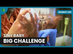 A Mother’s Milk or a Bottle? Baby’s Big Test | Monkey Life