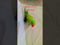 Viral Video YouTube Clip Beautiful Birds Parrot #parrot #talkingparot #😜 #viralvideo