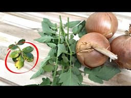 Use Tomato Leaves And Onions To Cure And Prevent Black Spots On Roses