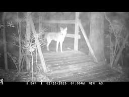 Backyard Bridge Cam, 1 Day, Feb. 24-25; 2025