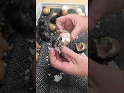 Helping a Stuck Chick Hatch out of Egg