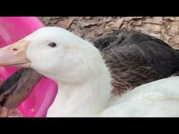 8 chickens, 3 ducks and a goose named Gladys