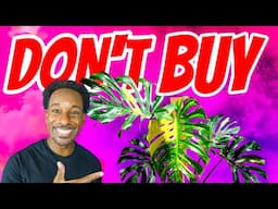 DON'T BUY A Thai Constellation Monstera Unless You Have THIS!