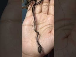 Is THIS even a curl?? #curlyhair #hair #hairstyles