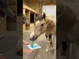 A true artist! Stargazer the Mustang! #mustangs #horsetraining